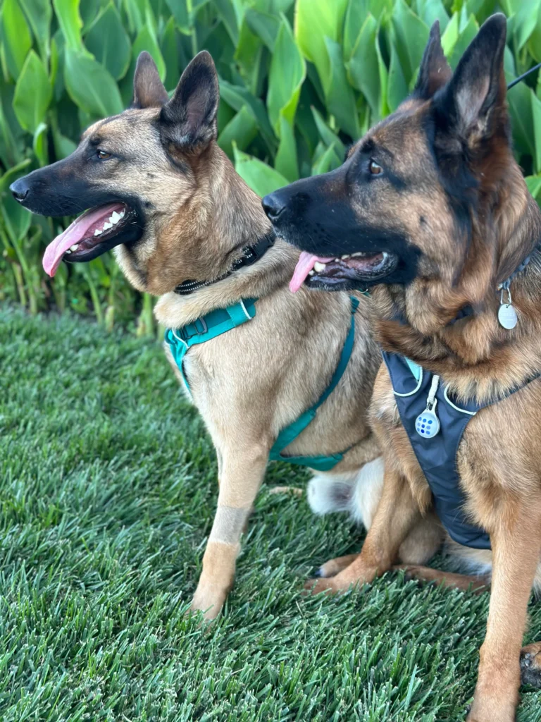 Two alert and panting large breed dogs, a tan Malinois/Shepsky mix on the left and a darker German Shepherd on the right, sit side-by-side on green grass in front of lush green foliage, looking towards the left. The Malinois/Shepsky wears a teal harness and has a bandage on its front leg, while the German Shepherd wears a black and grey harness with a circular tag and a heart-shaped tag on its collar. Both dogs have their tongues hanging out and appear to be enjoying the outdoors.
