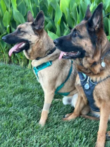 Two alert and panting large breed dogs, a tan Malinois/Shepsky mix on the left and a darker German Shepherd on the right, sit side-by-side on green grass in front of lush green foliage, looking towards the left. The Malinois/Shepsky wears a teal harness and has a bandage on its front leg, while the German Shepherd wears a black and grey harness with a circular tag and a heart-shaped tag on its collar. Both dogs have their tongues hanging out and appear to be enjoying the outdoors.